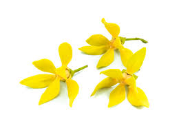 ylang-ylang-kananga-vonna